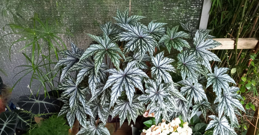 Mijloc lui August. - 2024 - 02 - Vara