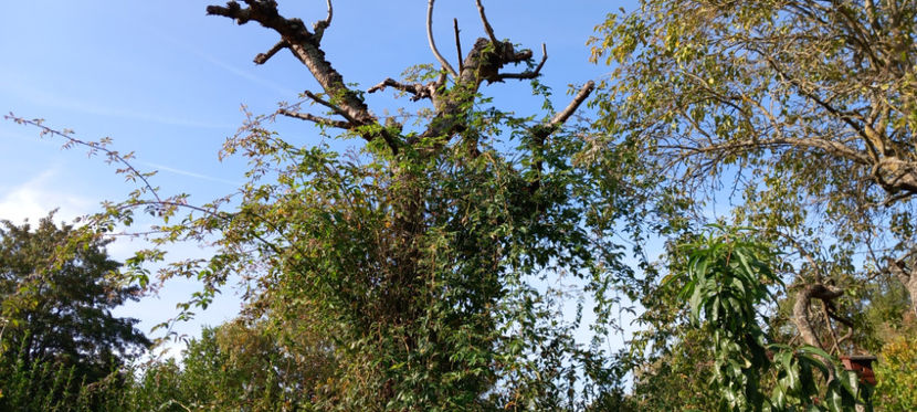 La anul acaparam si varful. - 00_Sub cires