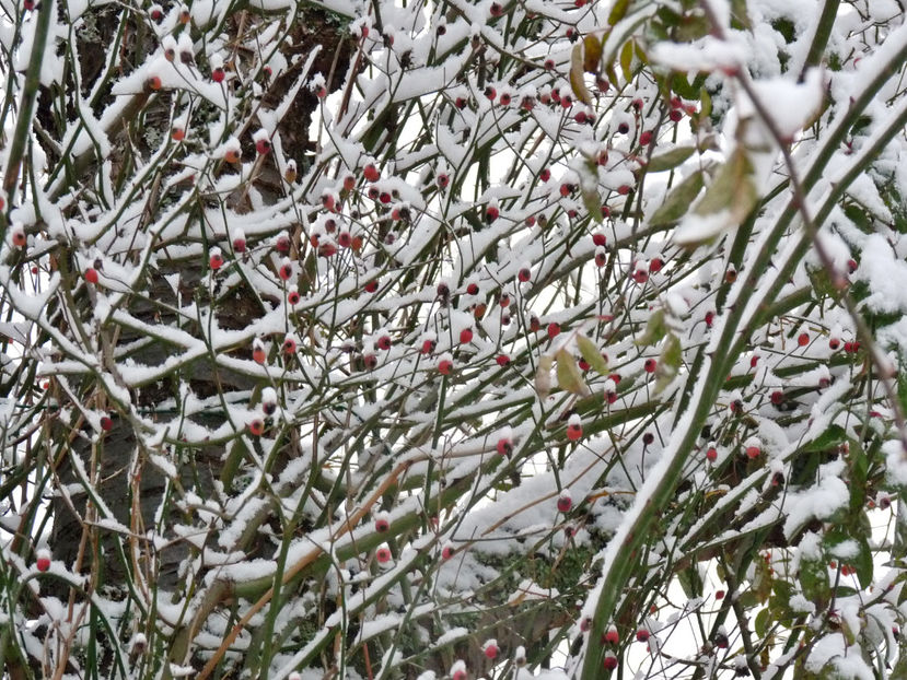 P3630336 - 00_Sub cires