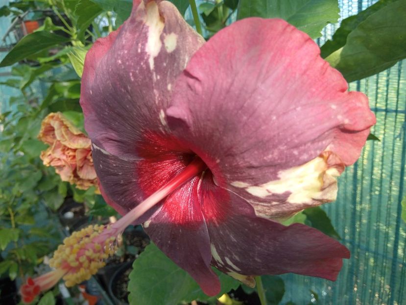  - Luv -Posog- Memories