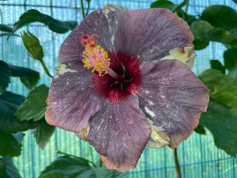  - Luv -Posog- Memories