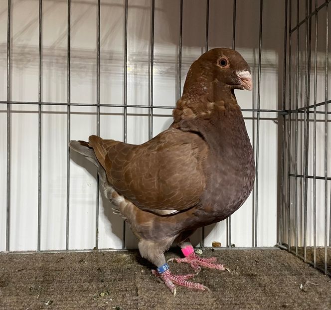  - Porumbei Vânduți