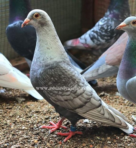  - Nu îmi aparțin 7