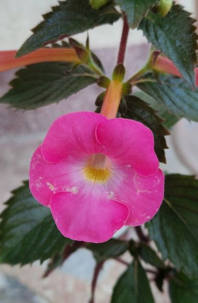 Brid s Amy - Achimenes 2024