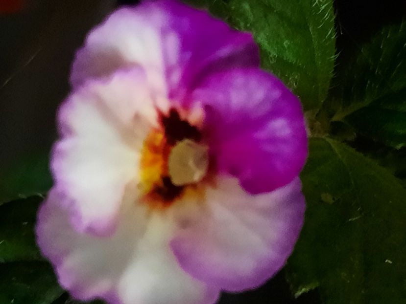 Coup de Foudre - ACHIMENES - 2024