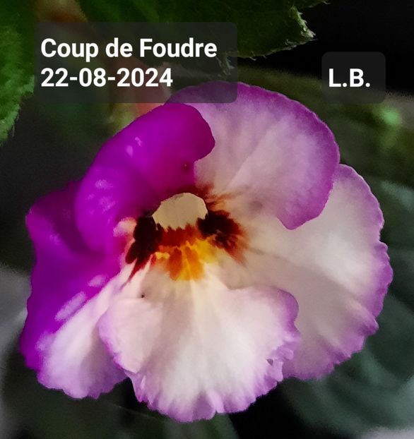 Coup de Foudre - ACHIMENES - 2024