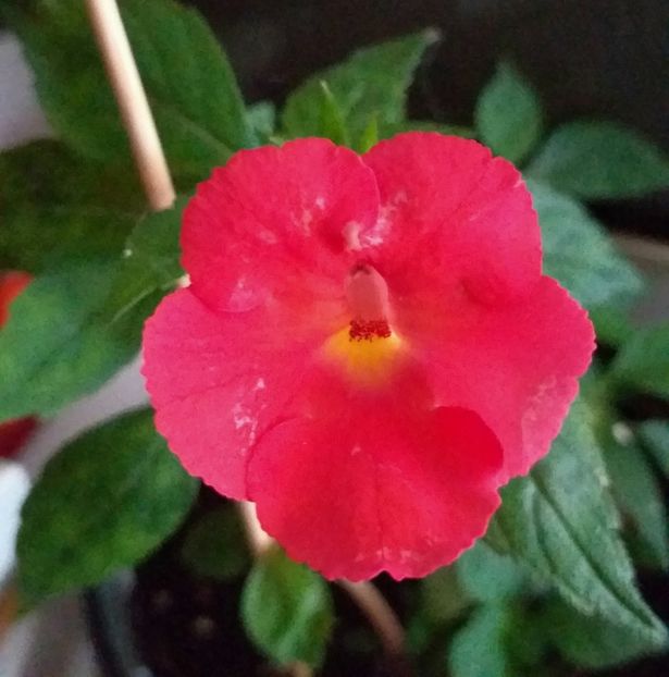 Orange Delight - ACHIMENES - 2024