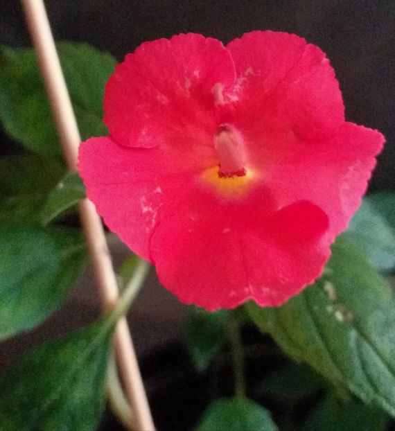 Orange Deligh - ACHIMENES - 2024