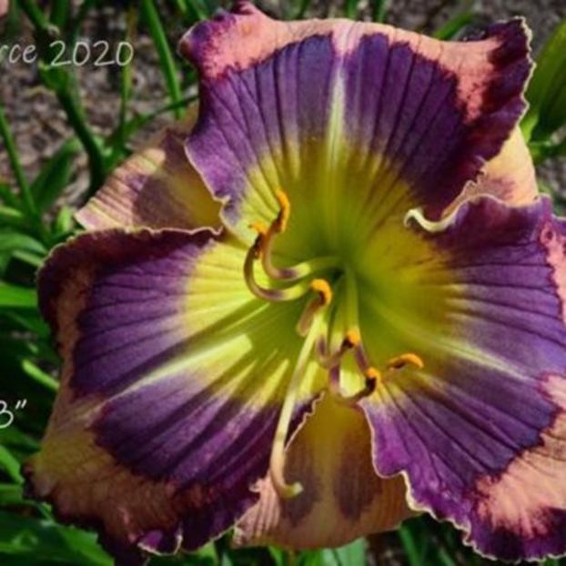 The glowing fields Pierce 2019 - E - 2024 Autumn