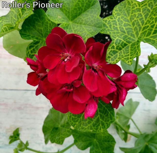 35lei - 1Vanzare muscate de colectie