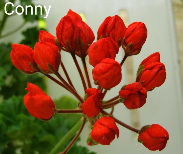 35lei - 1Vanzare muscate de colectie