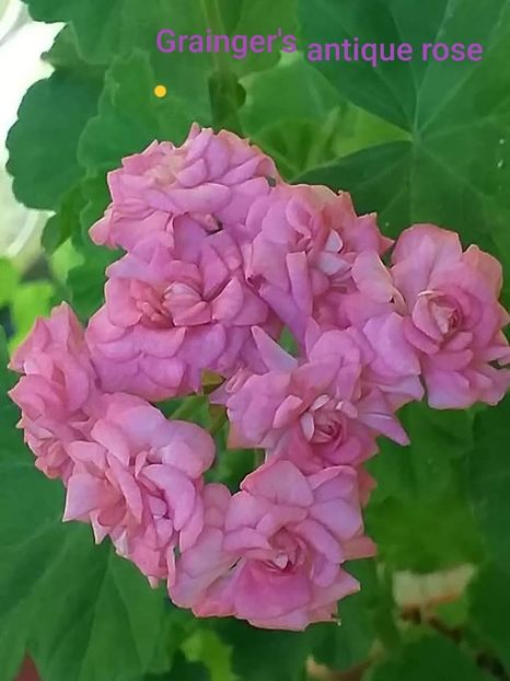 25 epuizat - 1Vanzare muscate de colectie