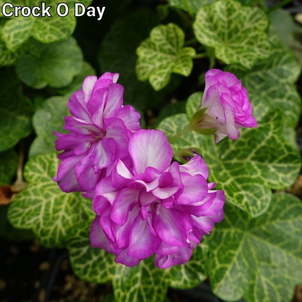 35lei - 1Vanzare muscate de colectie