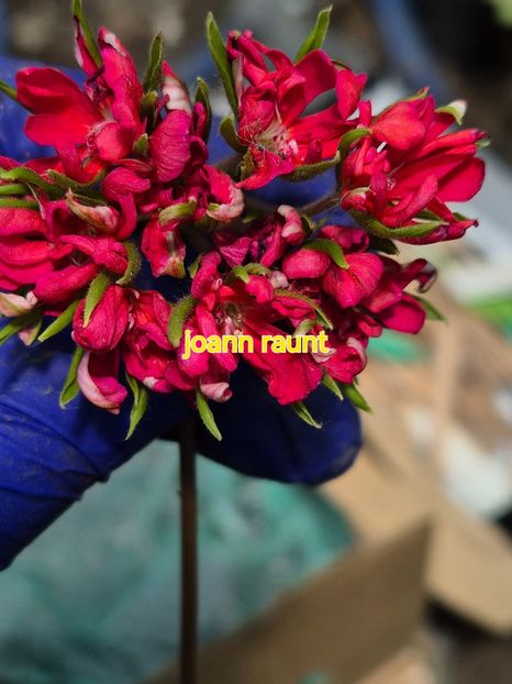 25 - 1Vanzare muscate de colectie