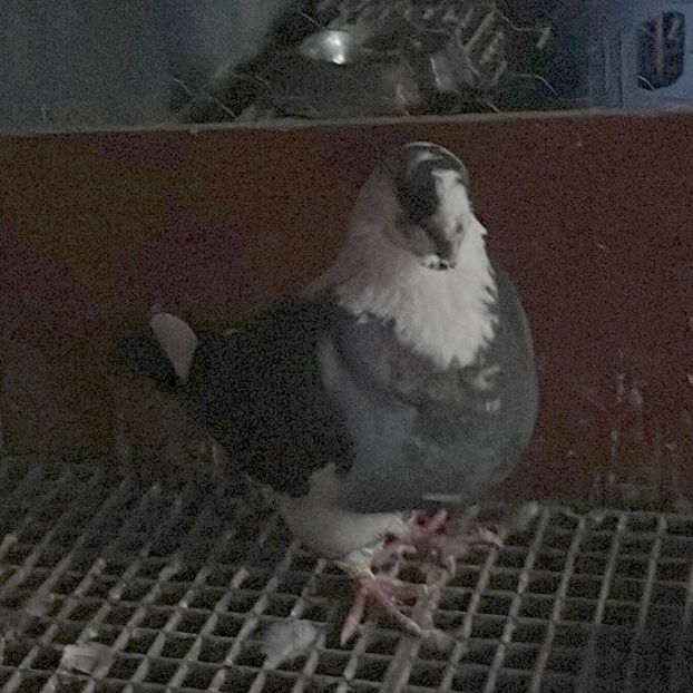 97EF5B0E-74EC-43D0-973D-A8B4D7FD2E3E - AMERICAN GIANT HOMER 2025