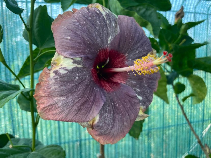  - 001 - Hibiscusi 2024 - 1