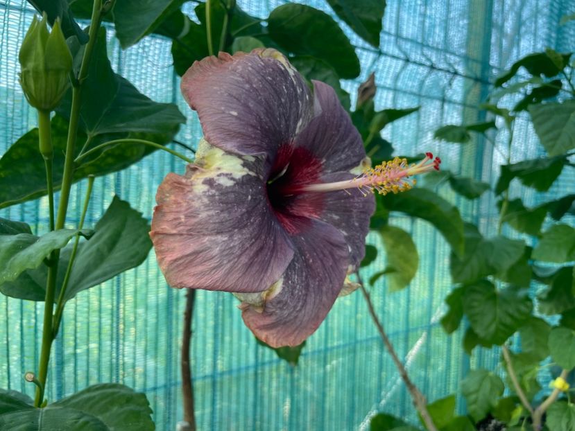  - 001 - Hibiscusi 2024 - 1