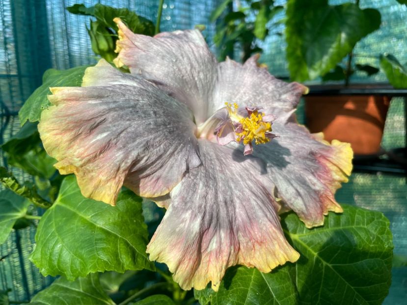  - 001 - Hibiscusi 2024 - 1