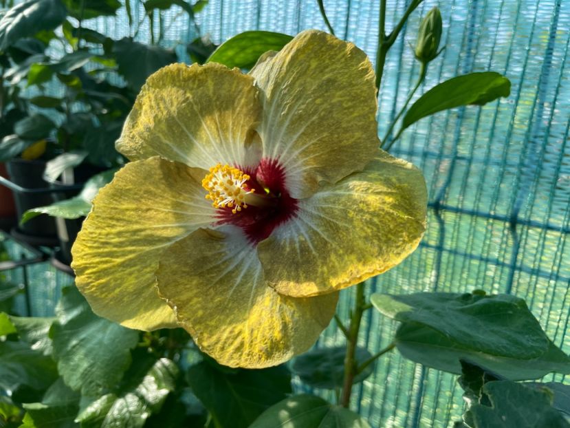  - 001 - Hibiscusi 2024 - 1