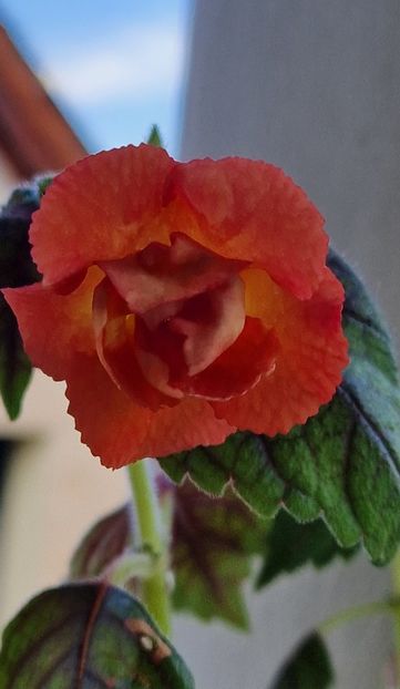 Mm s Irina - Achimenes 2024