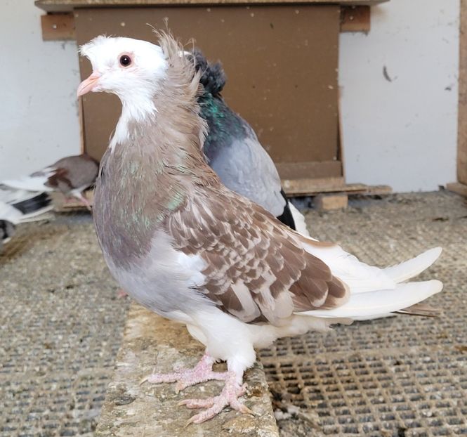  - Porumbei urias de salonta