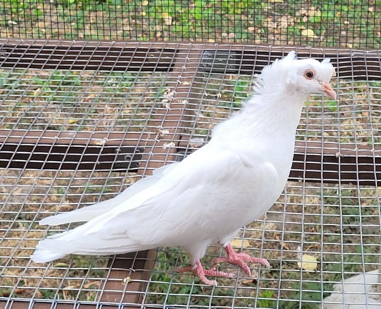  - Porumbei urias de salonta