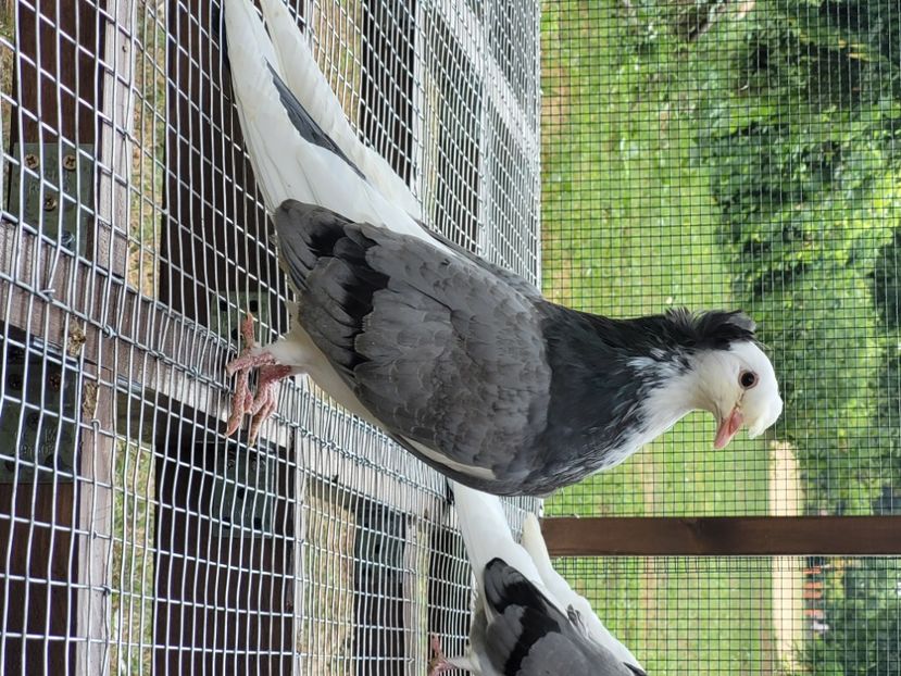  - Porumbei urias de salonta