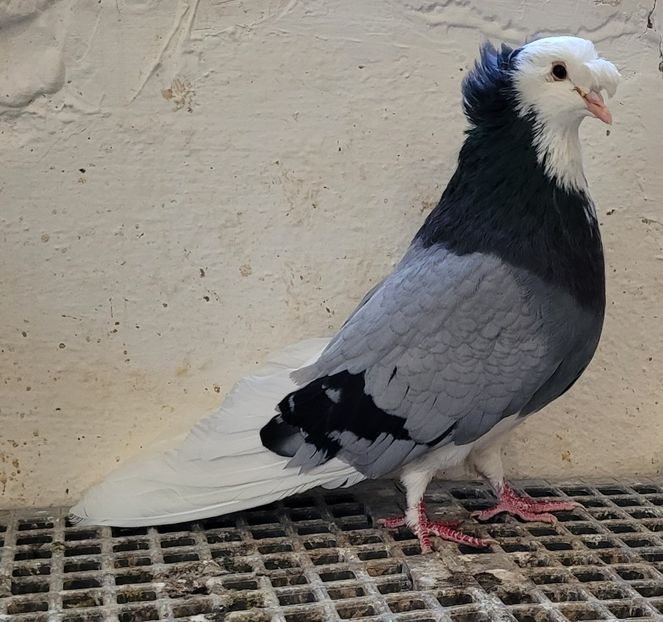  - Porumbei urias de salonta