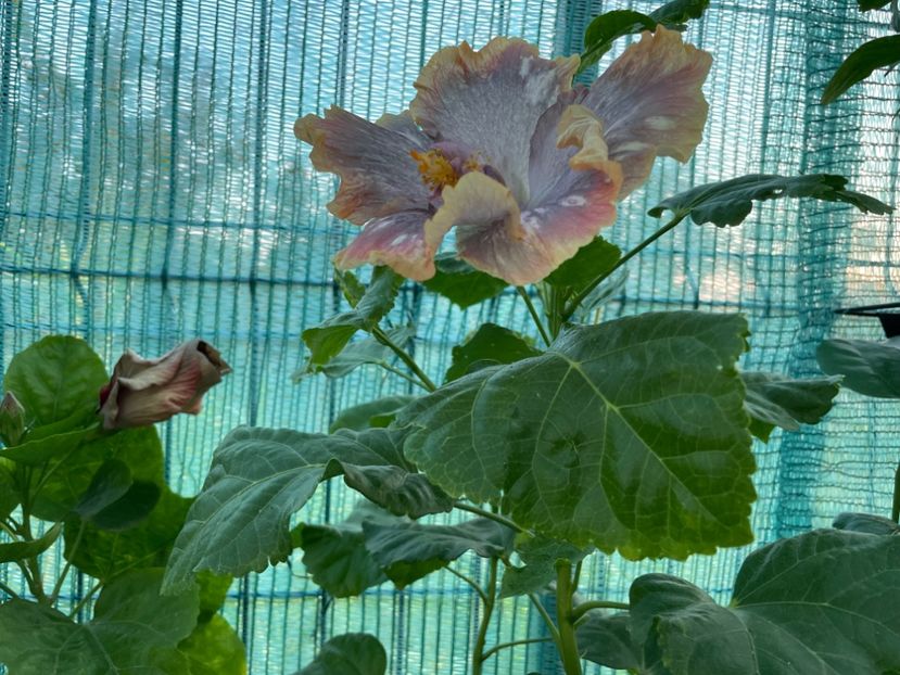  - X - HD Serena s Beauty