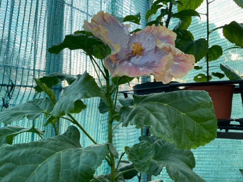  - X - HD Serena s Beauty