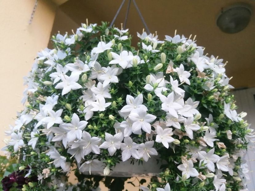  - Campanula