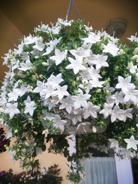  - Campanula