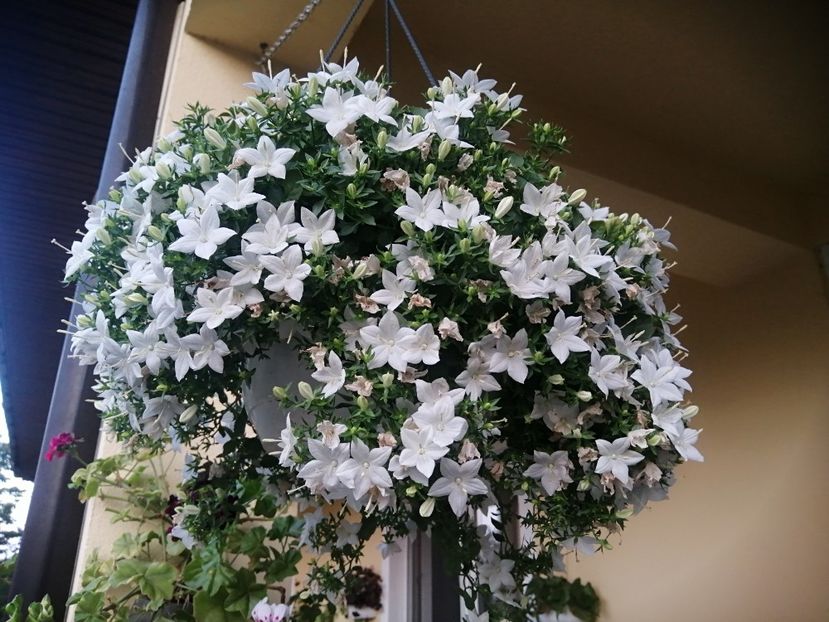  - Campanula