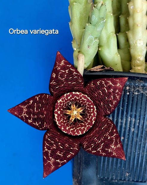  - Orbea variegata