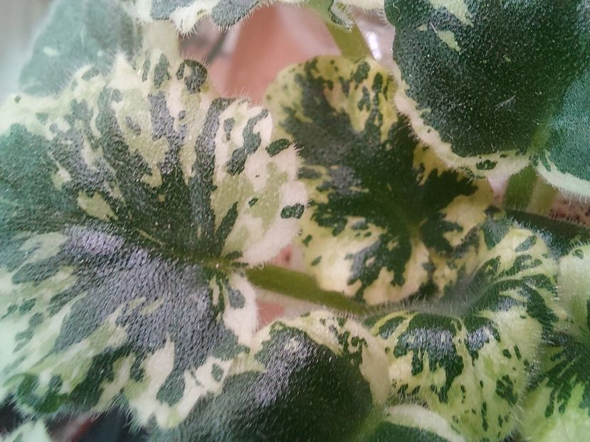  - Violete frunze si rozete