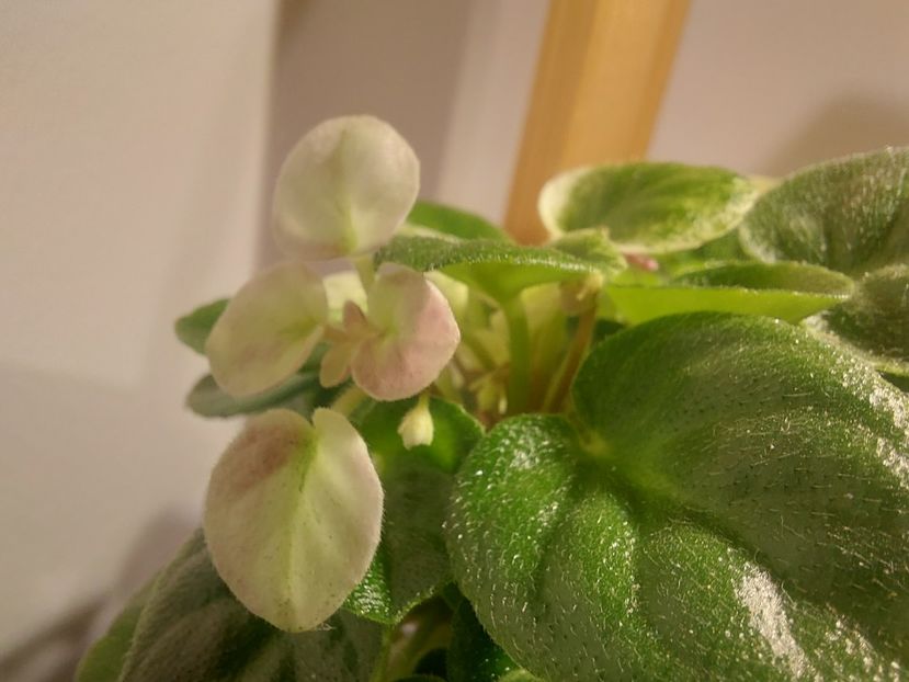  - Violete frunze si rozete