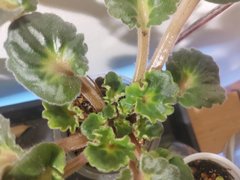  - Violete frunze si rozete