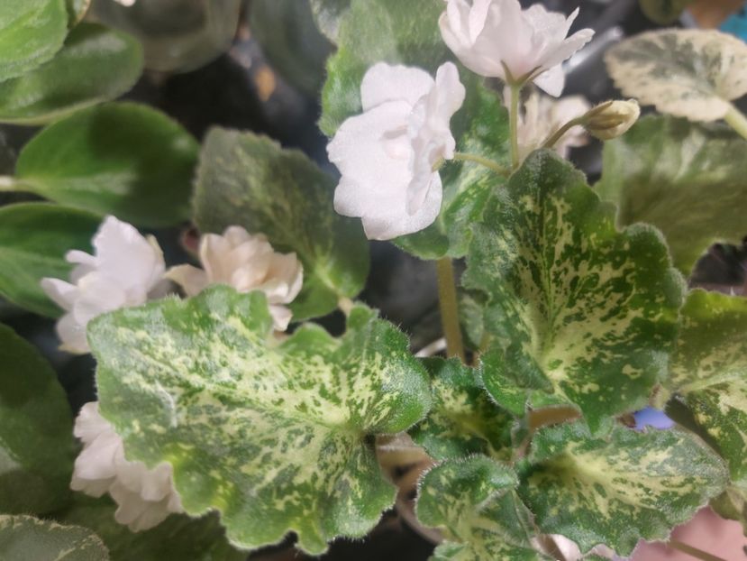  - Violete frunze si rozete