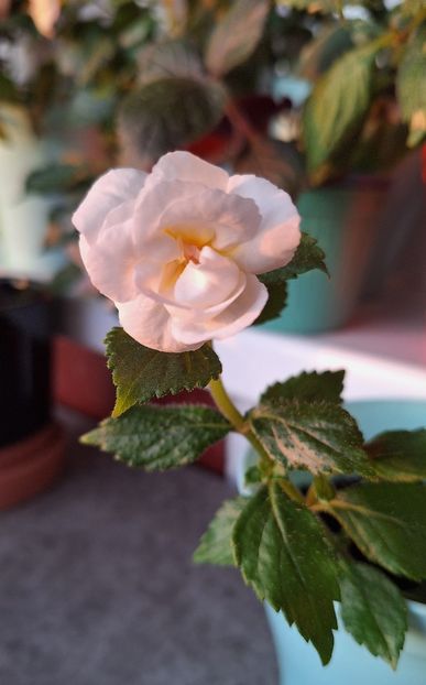 36. Guadalupe - 15 Achimenes 2024