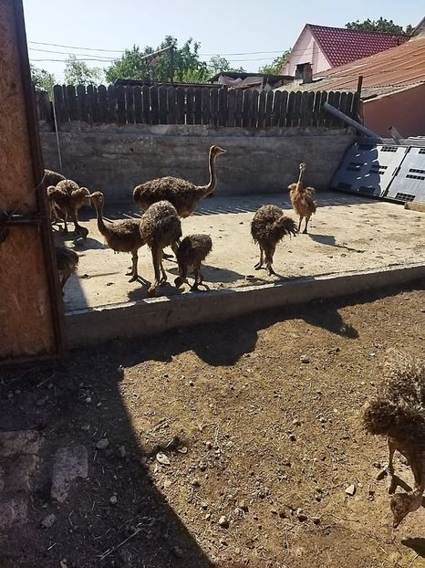 IMG-20240824-WA0001 - Struti