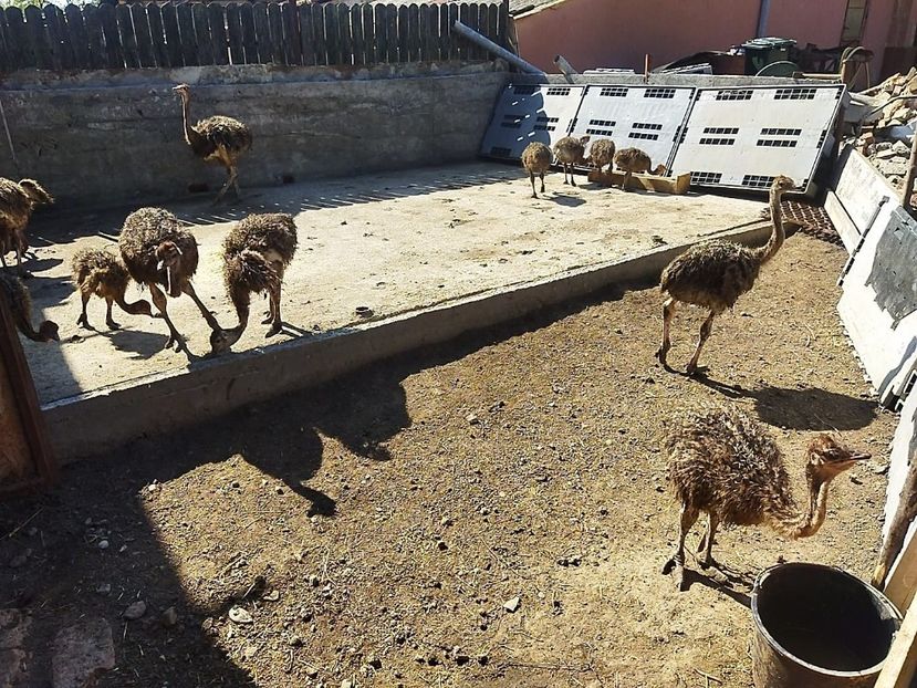 IMG-20240824-WA0002 - Struti