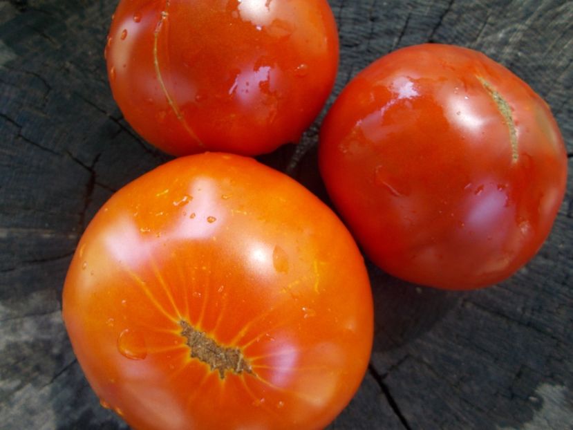  - SEMINTE ROSII - T 1113 KING OF GIANTS