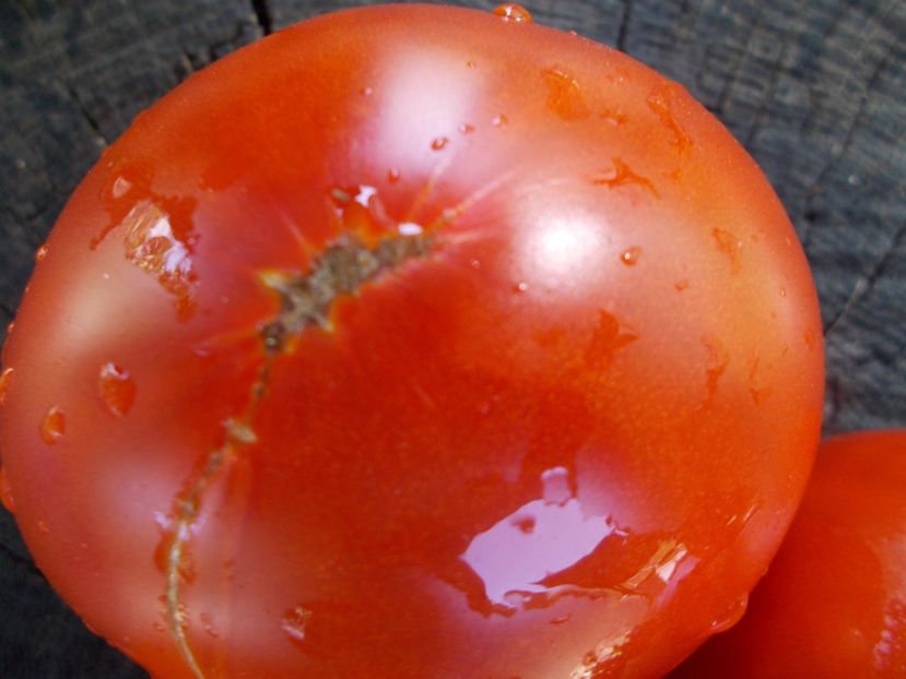  - SEMINTE ROSII - T 1113 KING OF GIANTS