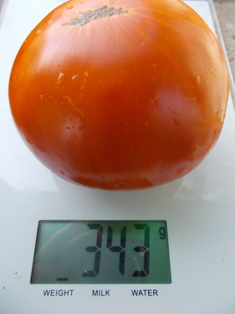  - SEMINTE ROSII - T 1113 KING OF GIANTS