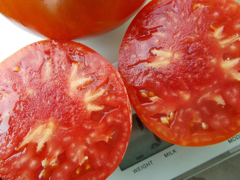  - SEMINTE ROSII - T 1113 KING OF GIANTS