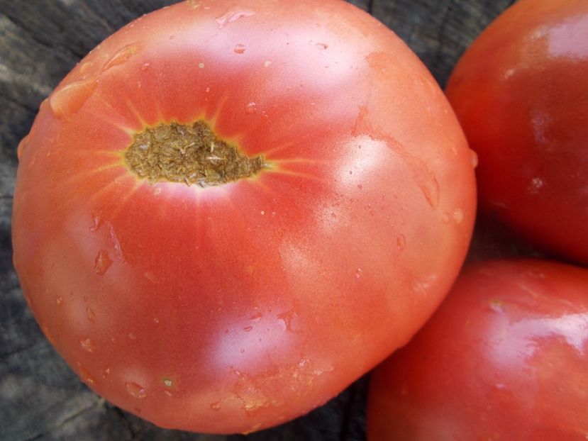  - SEMINTE ROSII - T 1106 RUSSIAN SIZE PINK