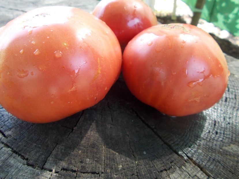  - SEMINTE ROSII - T 1106 RUSSIAN SIZE PINK