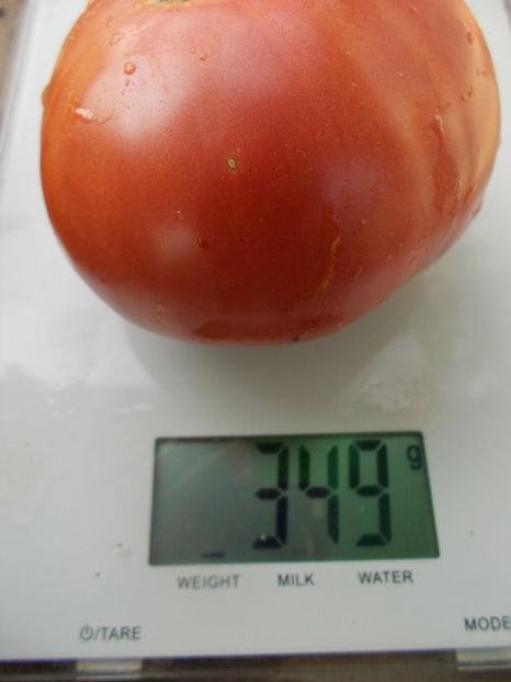  - SEMINTE ROSII - T 1106 RUSSIAN SIZE PINK