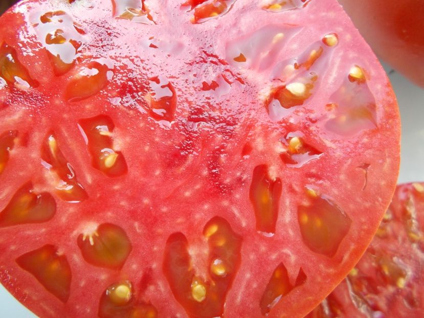  - SEMINTE ROSII - T 1106 RUSSIAN SIZE PINK