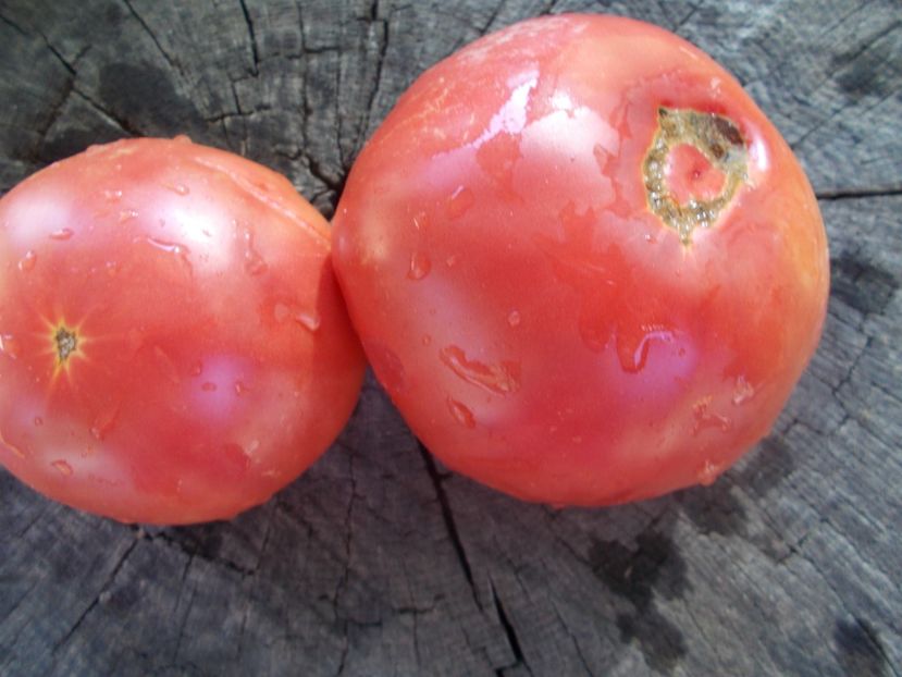  - SEMINTE ROSII - T 1100 RUSSIAN HERO